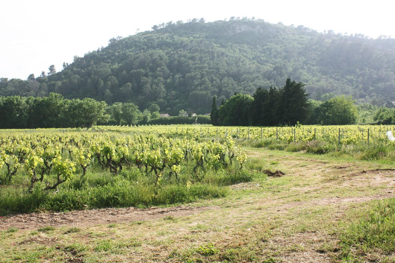 Domaine Regis Freres Bed & Breakfast Vidauban Dış mekan fotoğraf